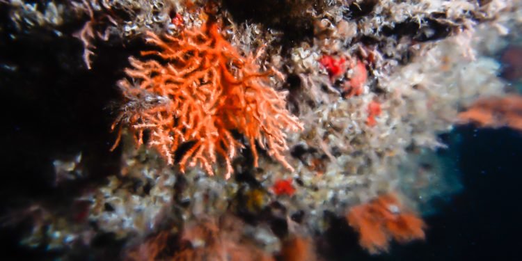 Marmara Denizi’ndeki mercanların sesi: “Mercanların Senfonisi”