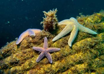 Marmara Adaları’nda deniz yaşamı canlandırılıyor