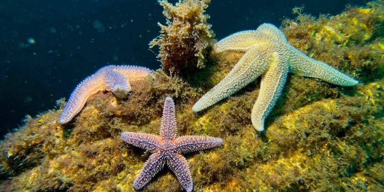 Marmara Adaları’nda deniz yaşamı canlandırılıyor